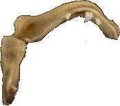 Eroded Shark Jaw