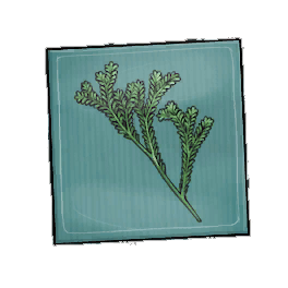 Brace Rosemary Seed Packet