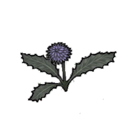 Grayclock Dandelion