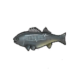 Rock Bass