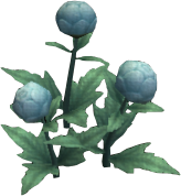 Brilliant Globeplant