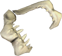 Flawless Shark Jaw