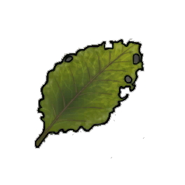Ragleaf Dock Leaf