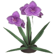 Moth Orchid