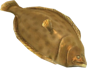Mottled Flounder
