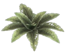 Bitter Dock Leaf