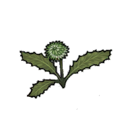 Enigma Dandelion