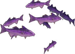 Majestic Cod