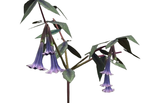 Mauve Bellplant
