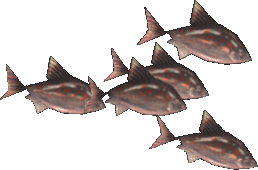 Dream Bream