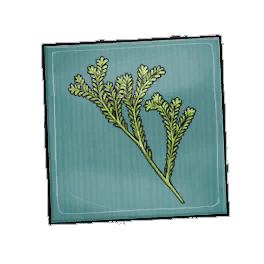 Stalky Rosemary Seed Packet