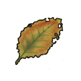 Thicket Dock Leaf
