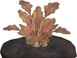 Yamitan Potato