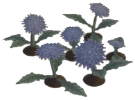 Grayclock Dandelion