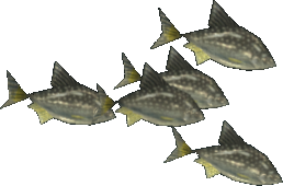 Broad Bream