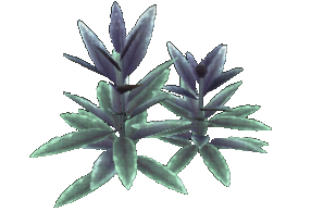 Glade Sage