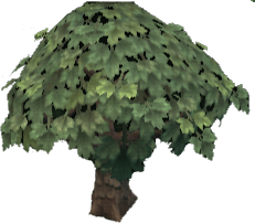 Maple Tree
