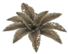 Crackle Dock Leaf
