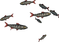 Oddly Strong Sardines