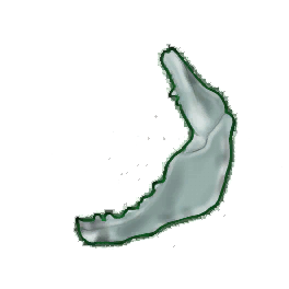 Eroded Shark Jaw (Brewed)