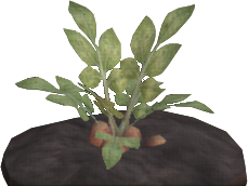 Calystra Potato