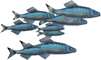 Wishful Herring