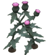 Spear Thistle