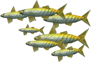 Striped Sturlet
