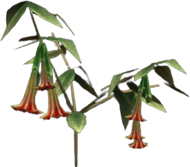 Crimson Bellplant