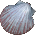 Crown Shell