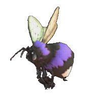 Phoebee