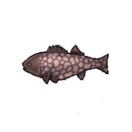 Spotted Bass