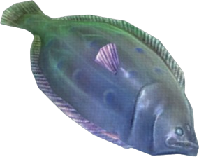 Peacock Flounder