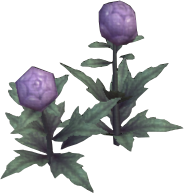 Violet Globeplant
