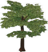 Teak Tree (sturdy)
