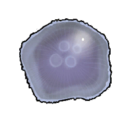 Jellyfish Membrane