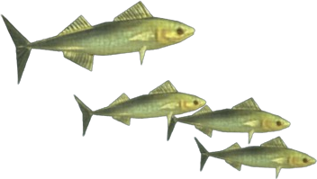 Chub Mackibut