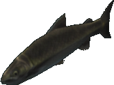 Cynical Salmon
