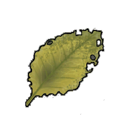 Zeller Dock Leaf