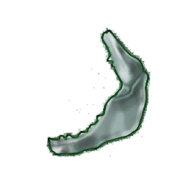 Damaged Shark Jaw (Brewed)