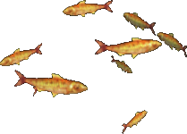 Goldstripe Sardines