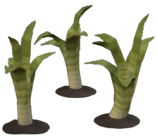 Banded Leek