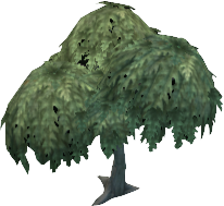Hornbeam Tree