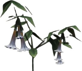 Equinox Bellplant