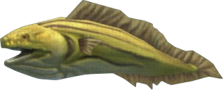 Moray Eel