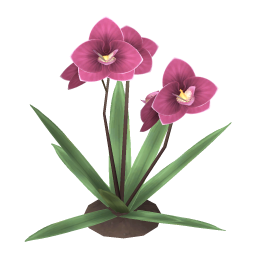 Boat Orchid