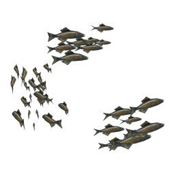 Hefty Herring