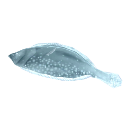 Winter Flounder