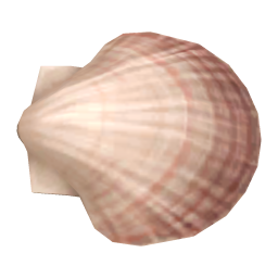Scallop Shell
