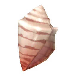 Cone Shell